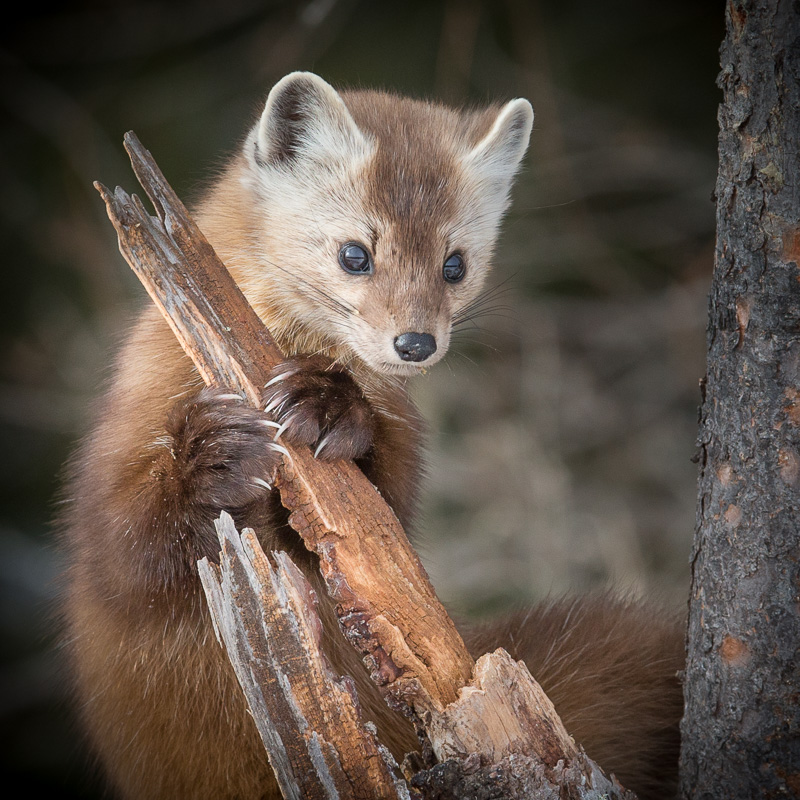 TSJ_20150209_8012(1).jpg :: Pine Marten