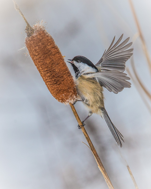 TSJ_20150209_8154(1).jpg :: Black-capped Chickadee on Cattail