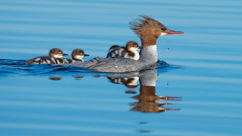 TSJ_20150605_7331(1).jpg :: Common Merganser with Young