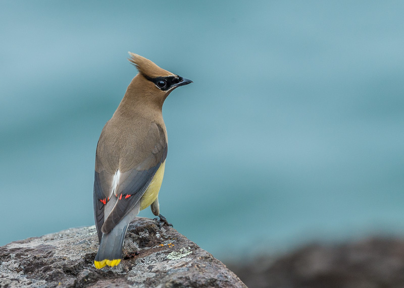 TSJ_20150808_6994(1).jpg :: Cedar Waxwing: Overlooking the Lake