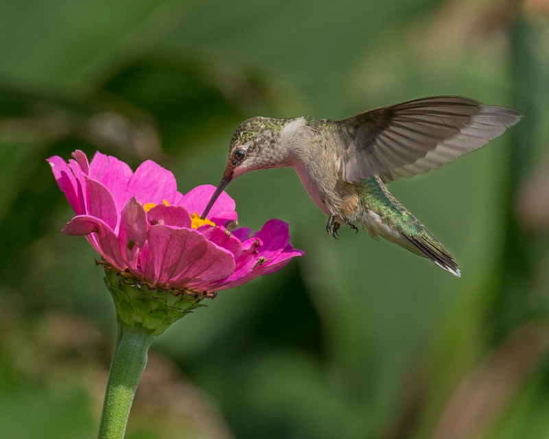 TSJ_20150821_8728(1).jpg :: Ruby Throated Hummingbird