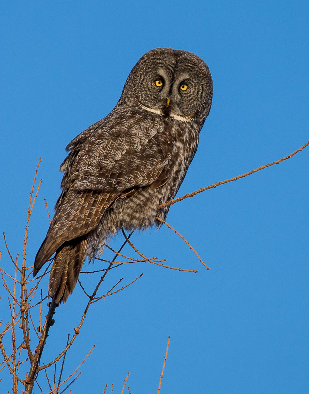 TSJ_20151219_0034(1).jpg :: Great Gray Owl in the deep blue sky