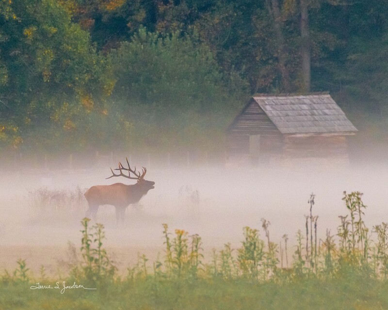 TSJ_20190924_4300(1).jpg :: Bull Elk in the Fog