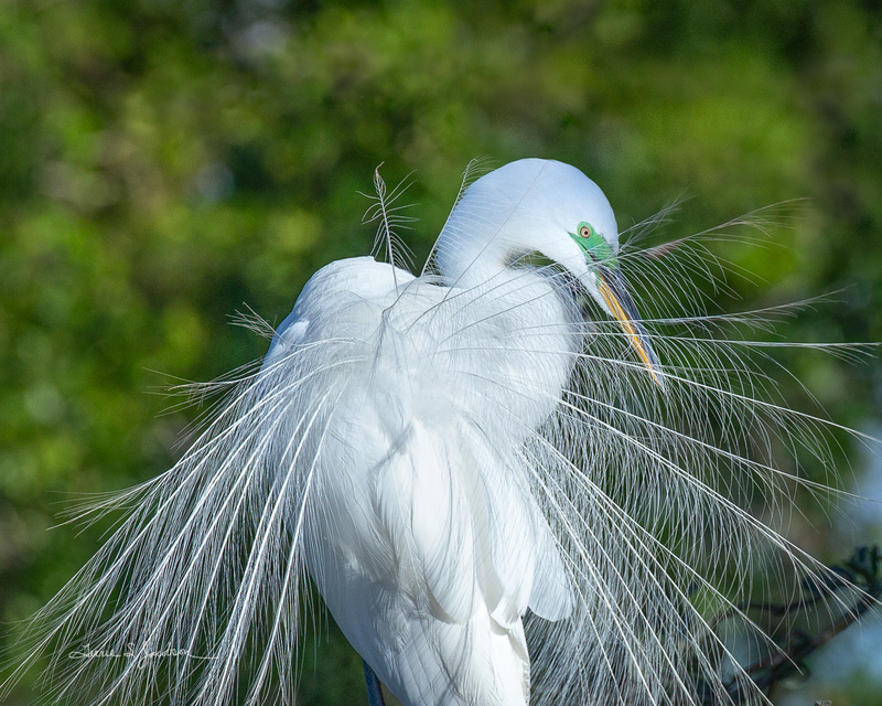 TSJ_20210422_4080.jpg :: Great Egret in mating plumage