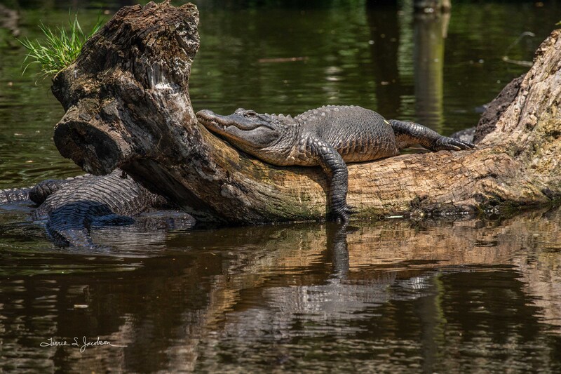 TSJ_20210422_5441.jpg :: alligator
