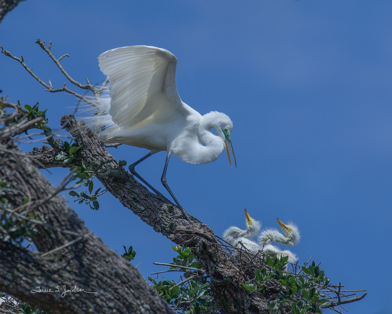 TSJ_20210422_5571.jpg :: Great Egret with chicks
