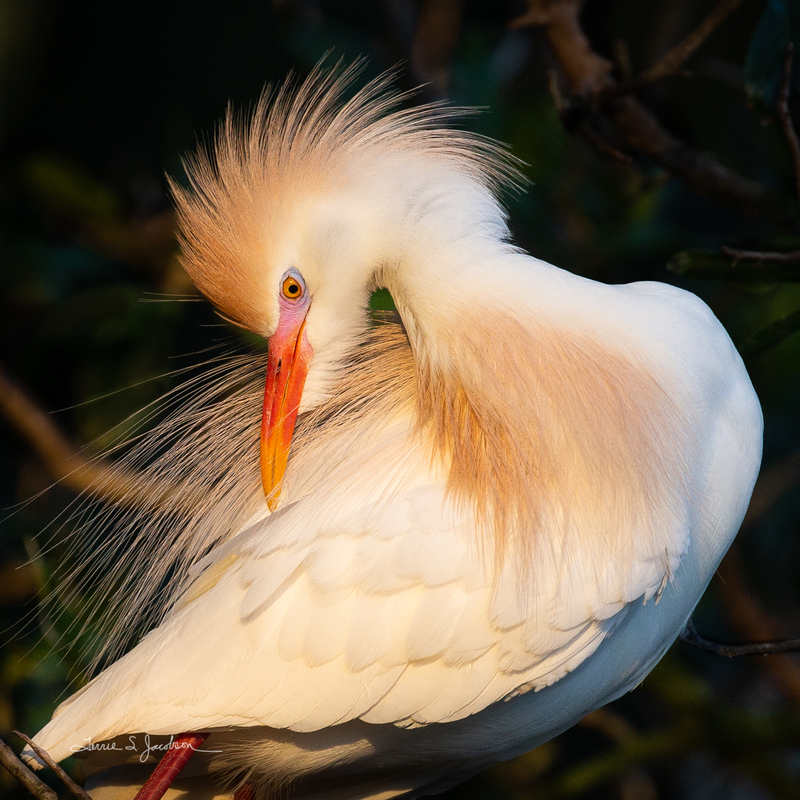 TSJ_20210422_9764.jpg :: Cattle Egret