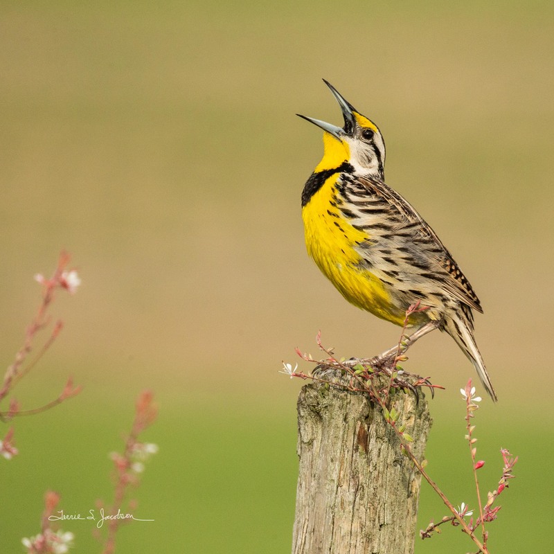 TSJ_20210424_2616.jpg :: Meadow Lark