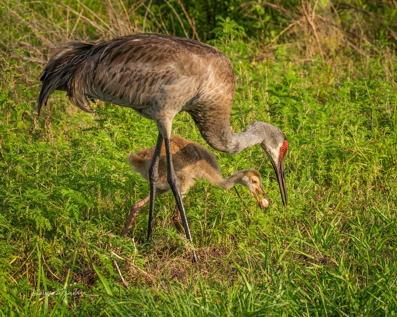 TSJ_20210425_6876.jpg :: Sandhill Crane with chick and turtle egg