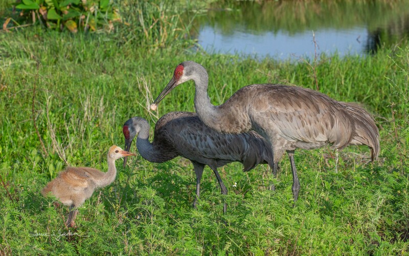 TSJ_20210425_7057.jpg :: Sandhill Crane with chick and turtle egg