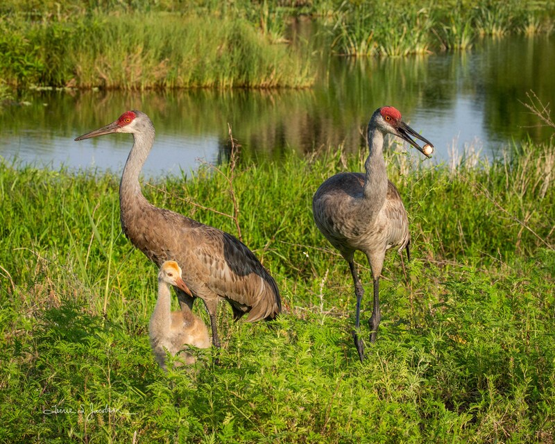 TSJ_20210425_7237.jpg :: sandhill Crane with chick and turtle egg