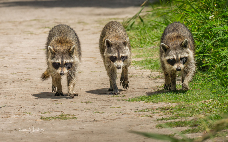 TSJ_20210426_8427.jpg :: Raccoons