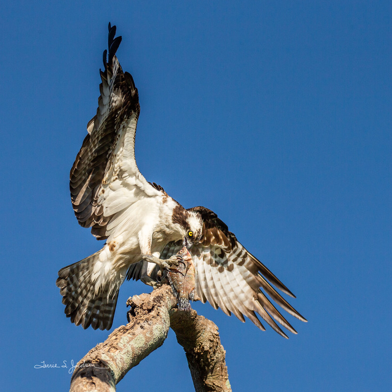 TSJ_20210427_0105.jpg :: Osprey with fish