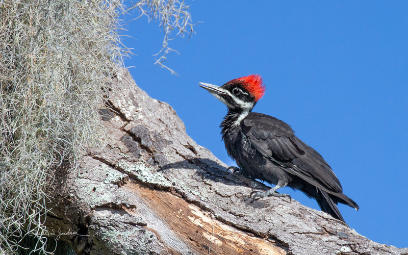 TSJ_20210427_0269.jpg :: Piliated Woodpecker-Juvenile