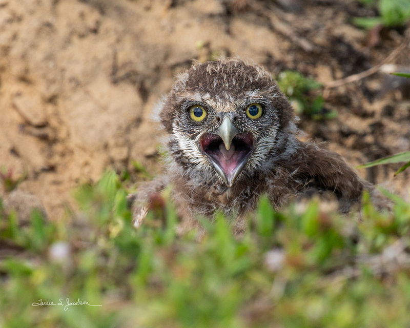 TSJ_20210427_1773.jpg :: burrowing owl-juvenile