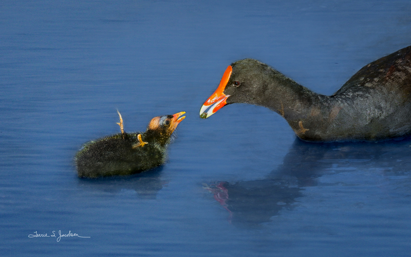 TSJ_20210427_9701.jpg :: Common Gallanule with young