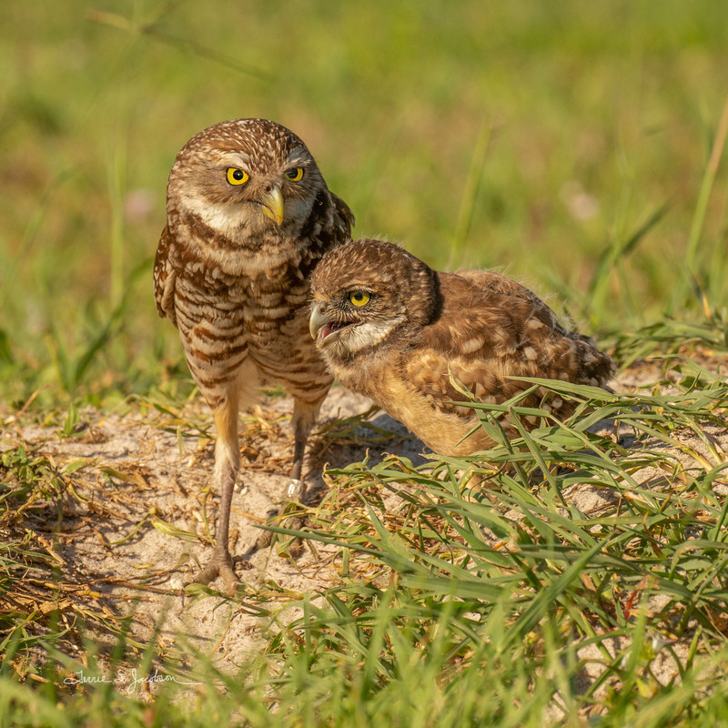 TSJ_20210428_0586.jpg :: burrowing owl-juvenile & adult