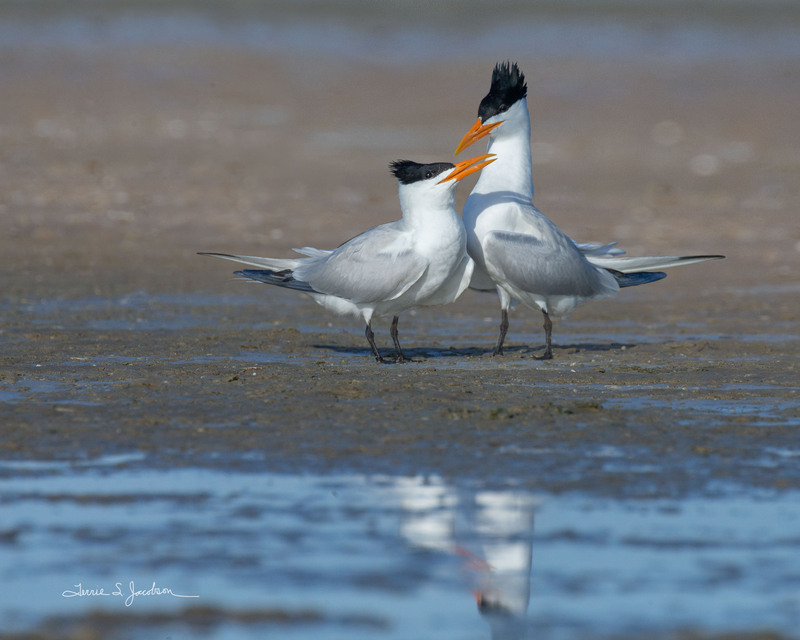 TSJ_20210429_3573.jpg :: Royal Terns