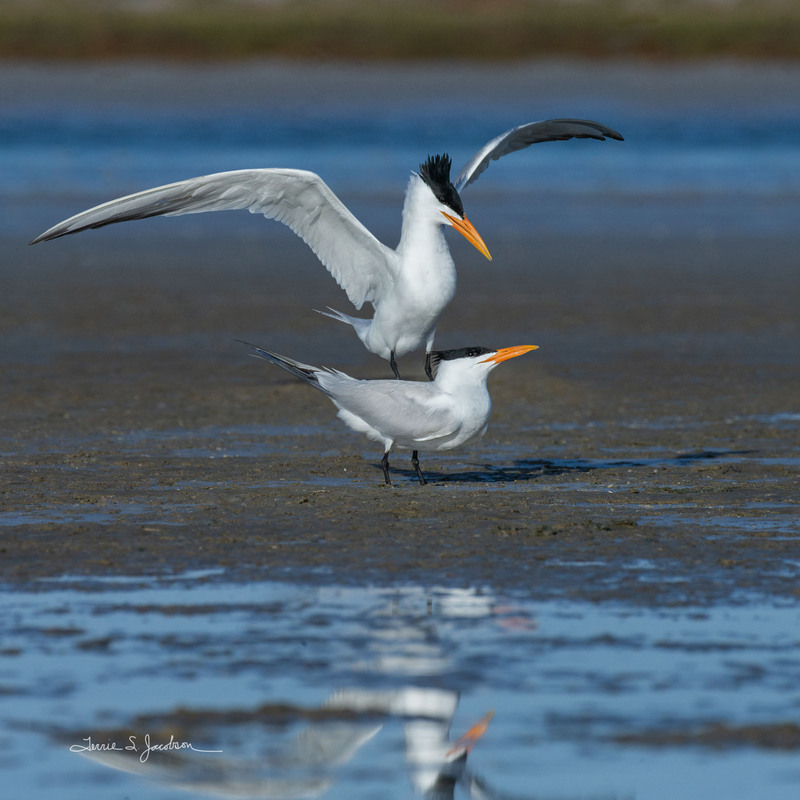 TSJ_20210429_3592.jpg :: Royal Terns