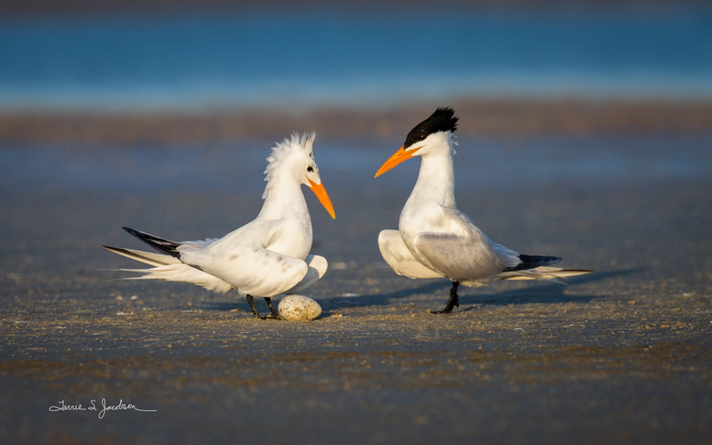 TSJ_20210430_1082.jpg :: Royal Terns
