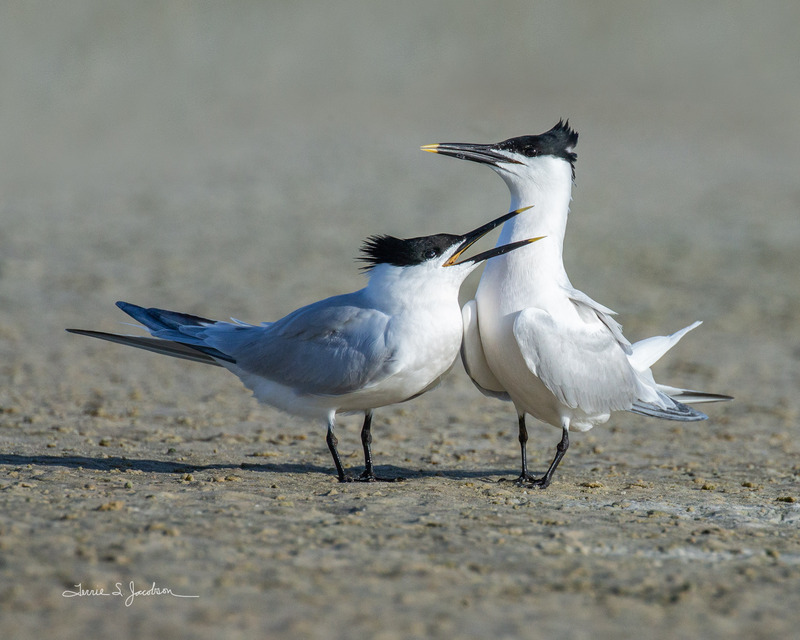 TSJ_20210430_9632.jpg :: Sandwhich Terns