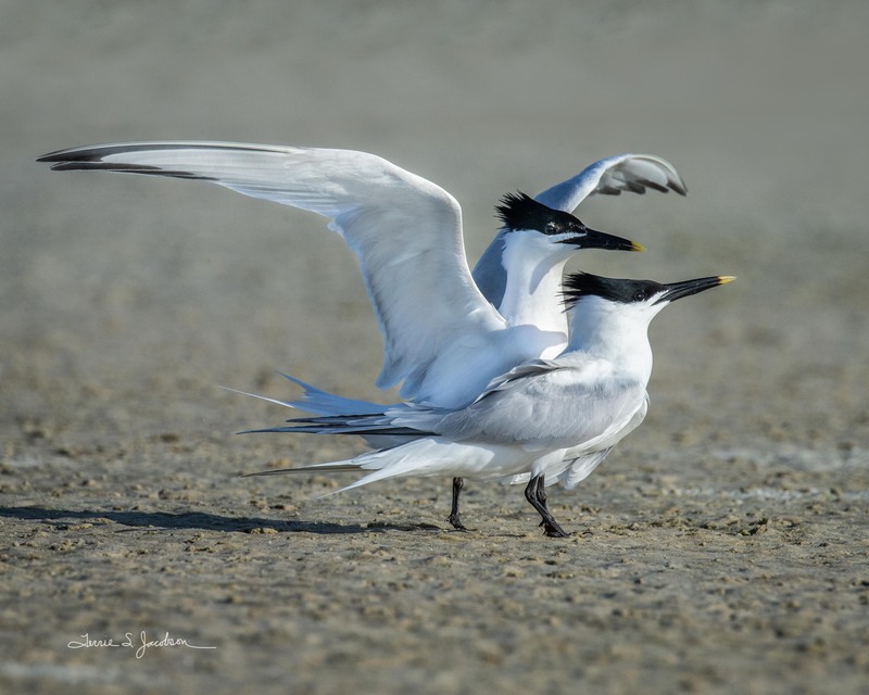 TSJ_20210430_9689.jpg :: Sandwhich Terns