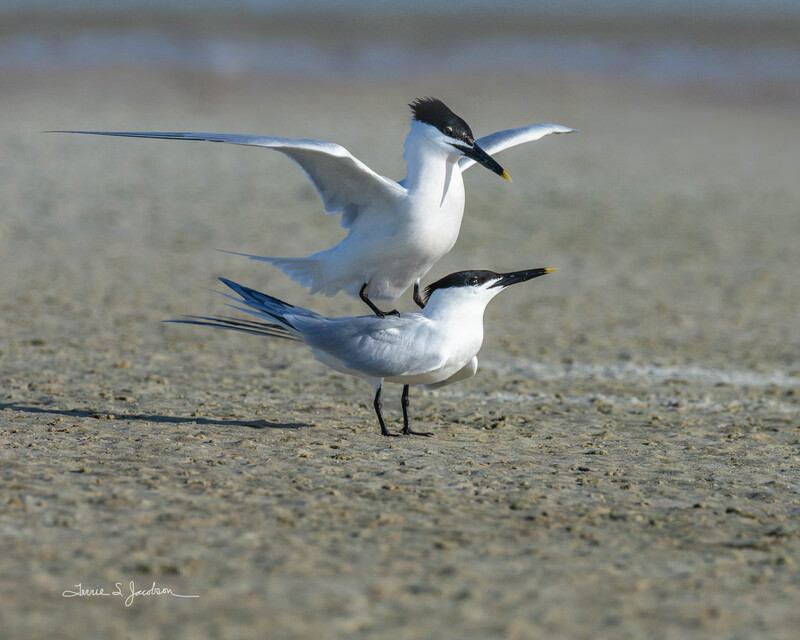 TSJ_20210430_9704.jpg :: Sandwhich Terns