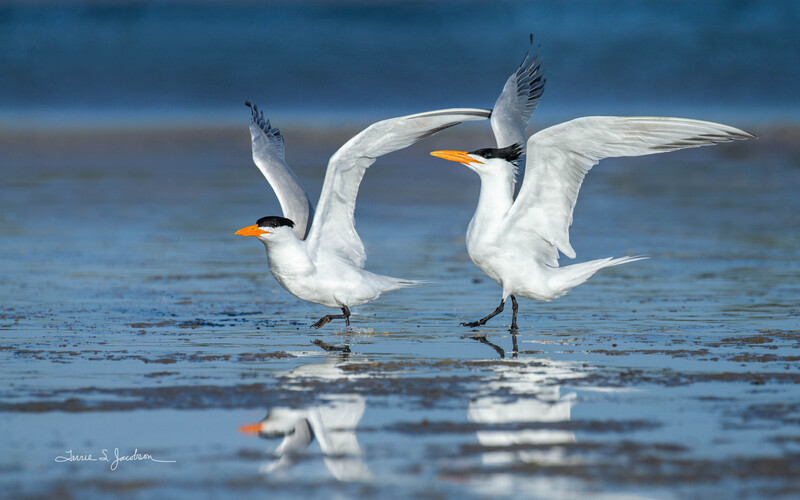 TSJ_20210430_9935.jpg :: Royal Terns