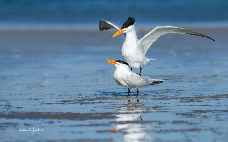 TSJ_20210430_9962.jpg :: Royal Terns