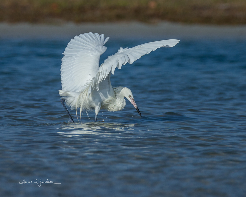 TSJ_20210501_2933.jpg :: Morph of the Reddish Egret