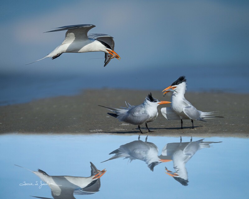 TSJ_20210502_5950-3.jpg :: Royal Terns