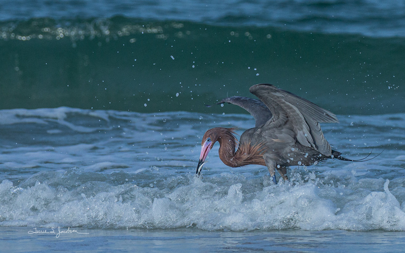 TSJ_20210503_6828.jpg :: Reddish Egret with fish