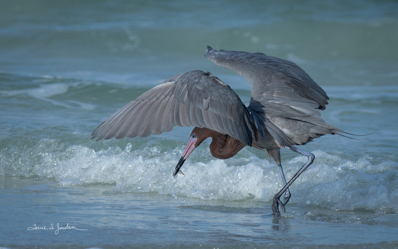 TSJ_20210503_7151.jpg :: Reddish Egret with fish