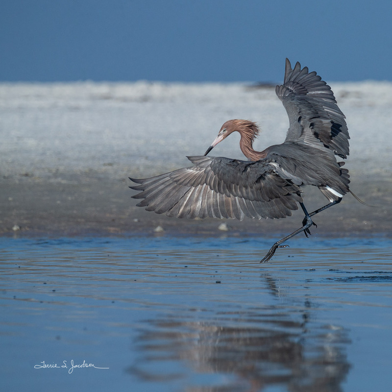TSJ_20210504_0044(1).jpg :: Reddish Egret