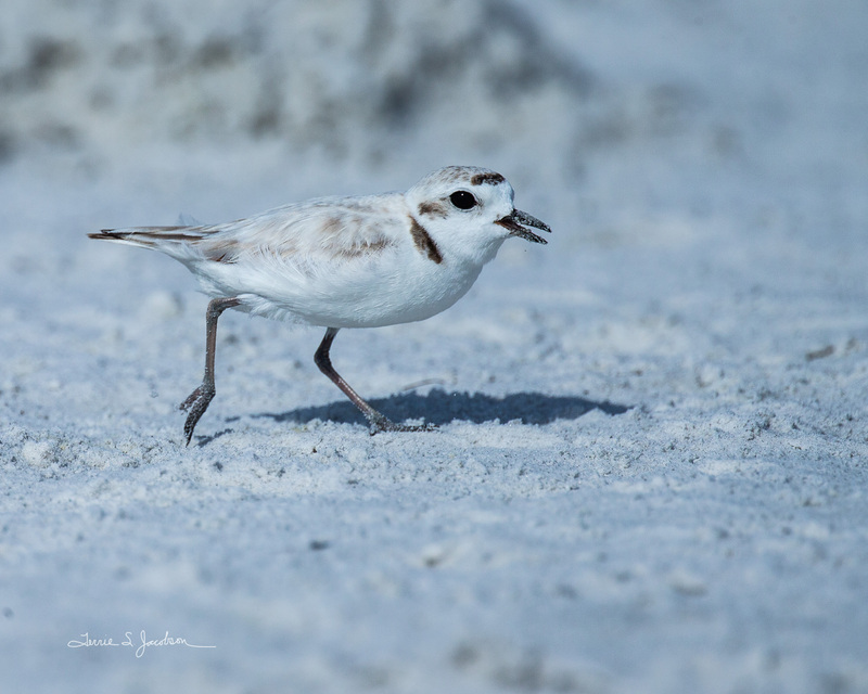 TSJ_20210504_0703.jpg :: Snowy Plover