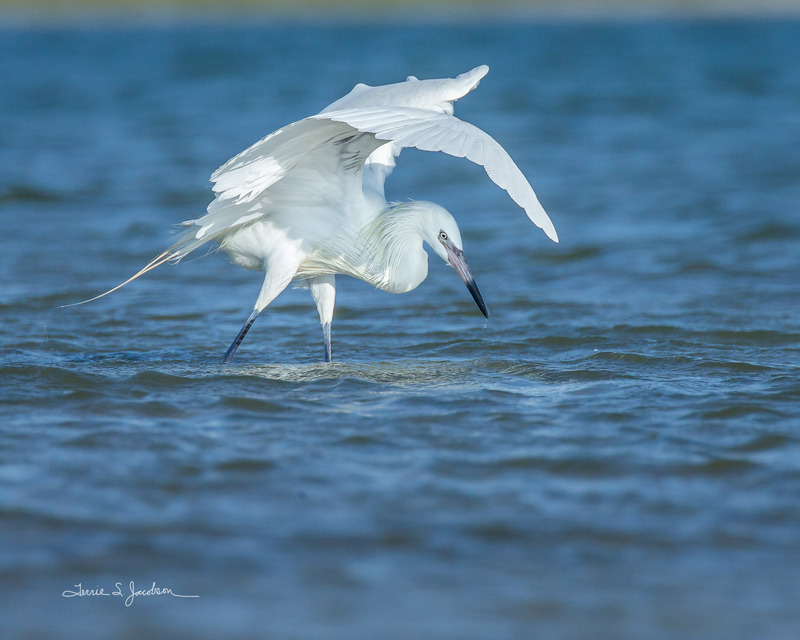 TSJ_20210504_1565.jpg :: Morph of the Reddish Egret