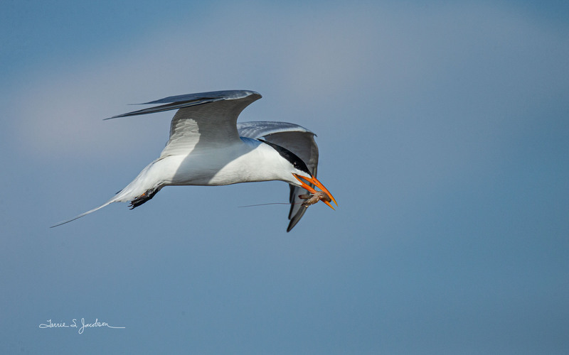 TSJ_20210504_1858.jpg :: Royal Tern
