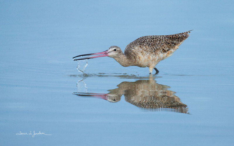 TSJ_20210505_3117.jpg :: Marbled Godwit