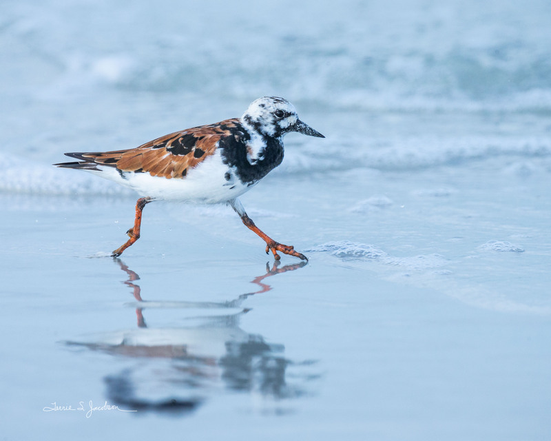TSJ_20210505_3712.jpg :: Ruddy Turnstone