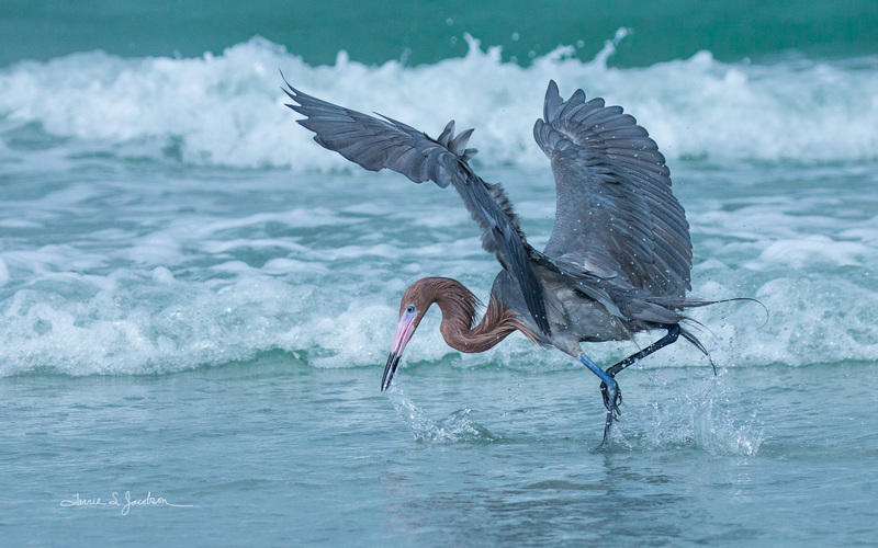 TSJ_20210505_4025.jpg :: Reddish Egret