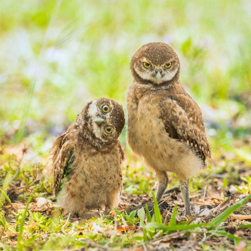 TSJ_20210506_5947.jpg :: Burrowing Owl- young