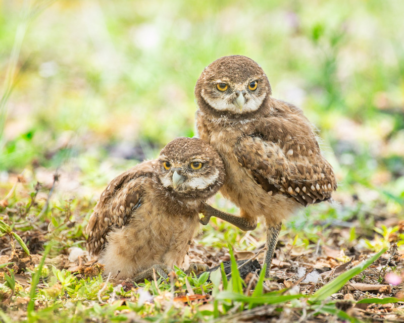 TSJ_20210506_6023.jpg :: Burrowing Owl- young