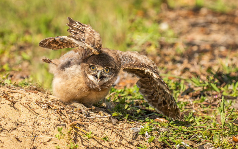 TSJ_20210506_8149.jpg :: Burrowing Owl- young