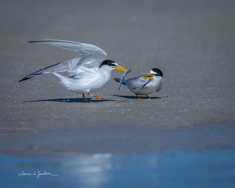 TSJ_20210507_1002.jpg :: Least Terns