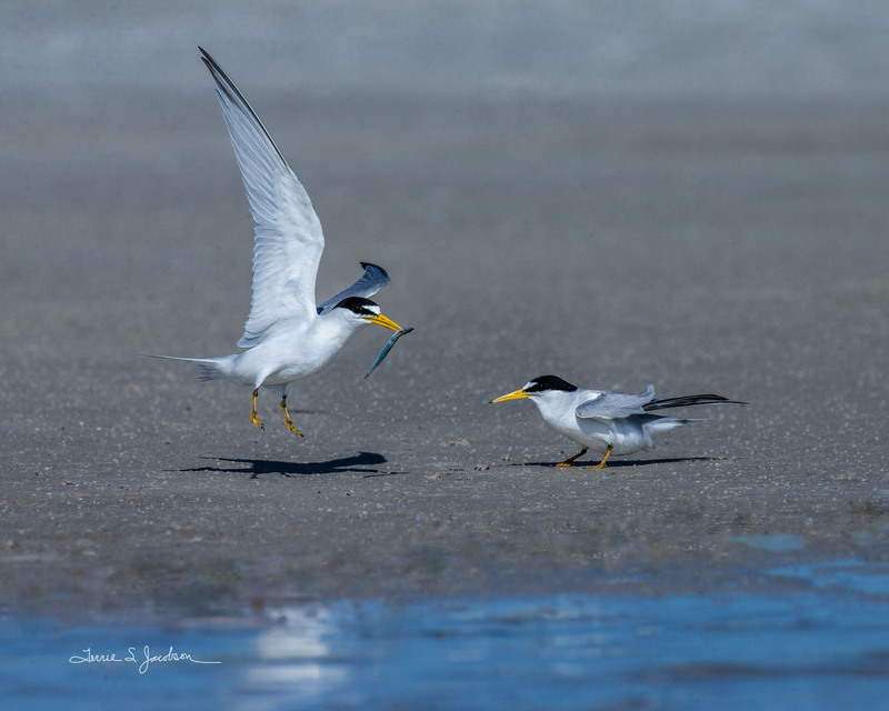 TSJ_20210507_1137.jpg :: Least Terns