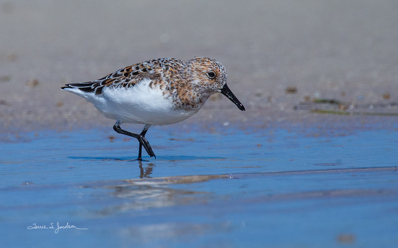 TSJ_20210507_1647.jpg :: Sanderling