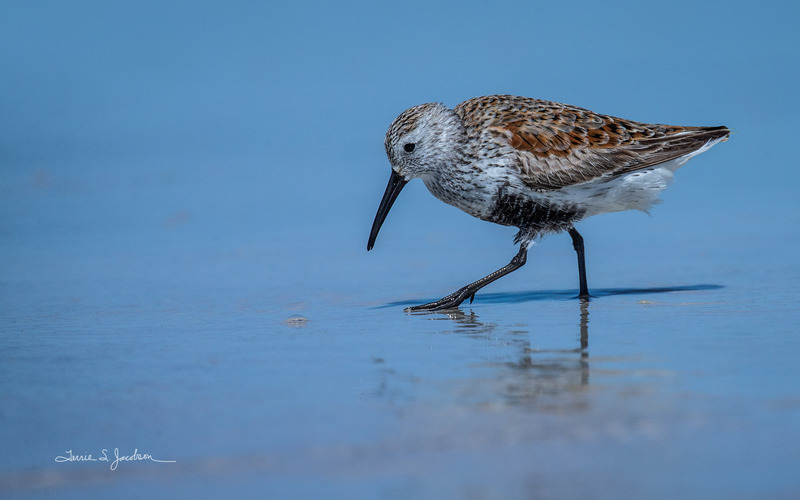 TSJ_20210507_1901.jpg :: Dunlin