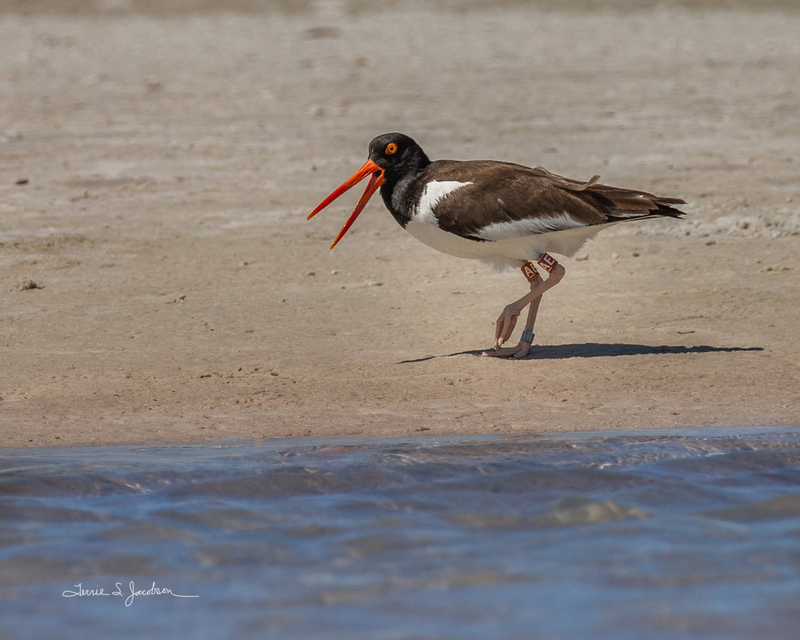 TSJ_20210507_2179.jpg :: American Oyster Catcher