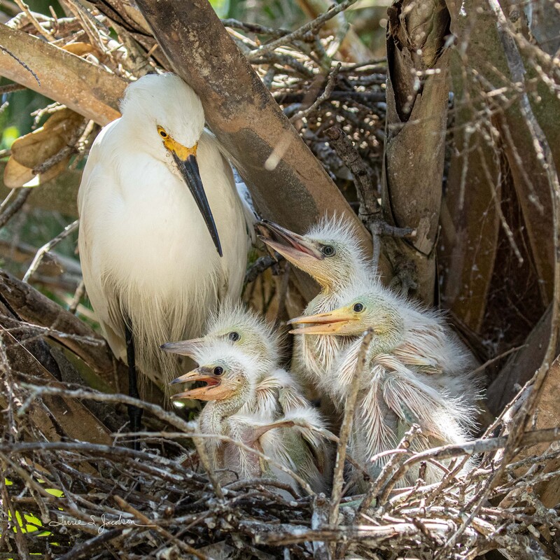 TSJ_20210508_1366.jpg :: Snowy Egret with young