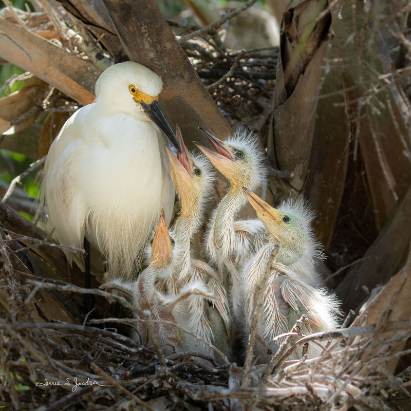 TSJ_20210508_1388.jpg :: Snowy Egret with young